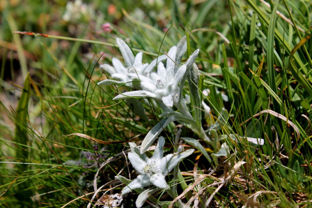 Leontopodium alpinum